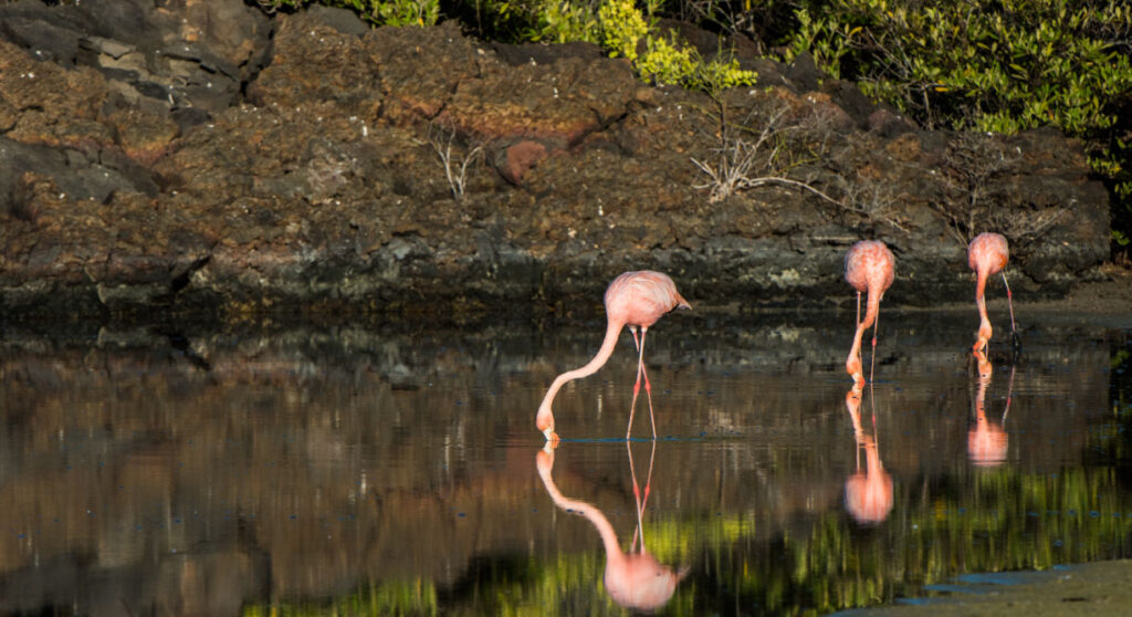 flamingos tour isla seymour