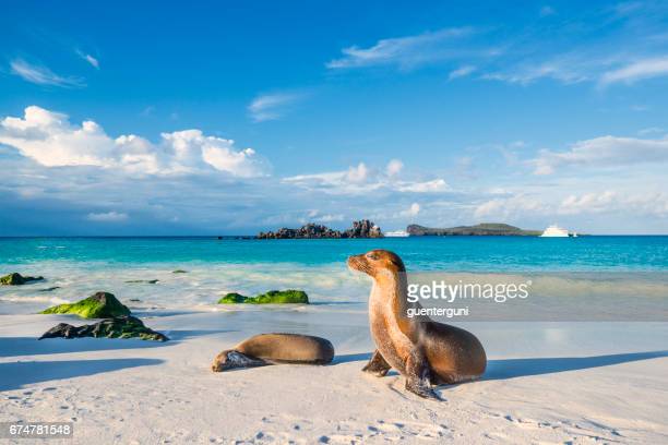 Galapagos sea lions (Zalophus wollebaeki) are sunbathing in the last sunlight at the beach of Espanola island, Galapagos Islands in the Pacific Ocean. This species of sea lion is endemic at the Galapagos islands; In the background one of the typical tourist yachts is visible. Wildlife shot.